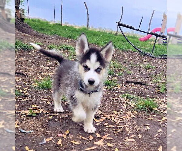 Medium Photo #3 Siberian Husky Puppy For Sale in Omaha, NE, USA