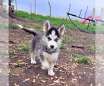 Small #2 Siberian Husky