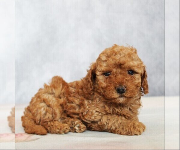 Medium Photo #2 Poodle (Toy) Puppy For Sale in COATESVILLE, PA, USA
