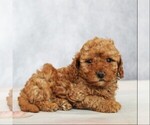 Small #1 Poodle (Toy)