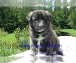 Small #4 German Shepherd Dog
