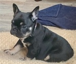 Small #3 French Bulldog