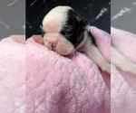 Puppy Jill Boston Terrier