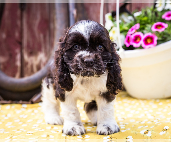 Medium Photo #11 Cocker Spaniel Puppy For Sale in WAKARUSA, IN, USA