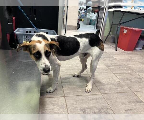 Medium Photo #1 American Foxhound-Unknown Mix Puppy For Sale in Grand Prairie, TX, USA