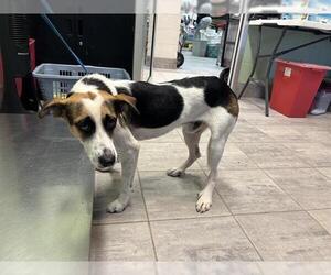 American Foxhound-Unknown Mix Dogs for adoption in Grand Prairie, TX, USA