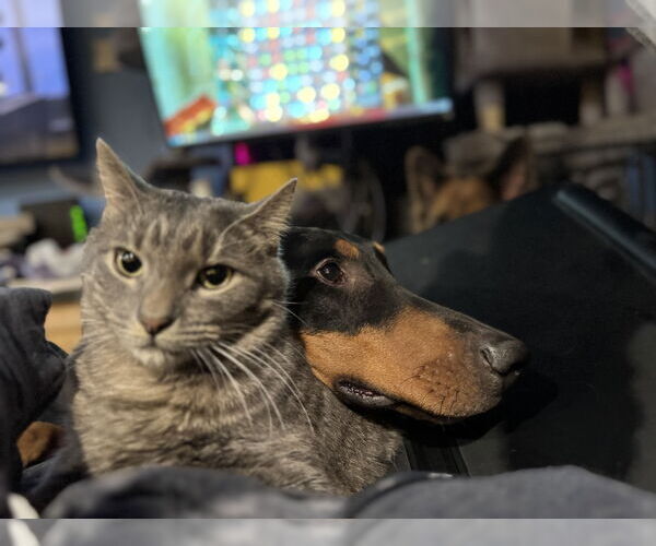 Medium Photo #3 Doberman Pinscher Puppy For Sale in Buffalo, MN, USA