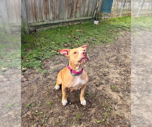 Medium Photo #4 American Pit Bull Terrier Puppy For Sale in Gloversville, NY, USA