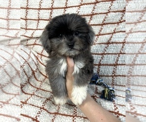 Maltipoo Puppy for sale in FRANKLIN, IN, USA