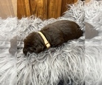 Small #9 Labrador Retriever