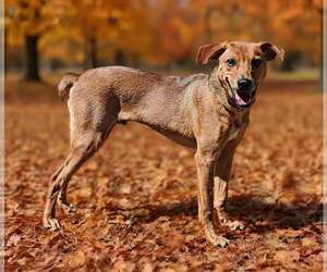 Buddy 26/743 - Male German Pinscher-Unknown Mix Dog for Adoption - Photo #5