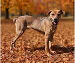 Small Photo #5 German Pinscher-Unknown Mix Puppy For Sale in Talladega, AL, USA