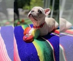 Small #2 Faux Frenchbo Bulldog