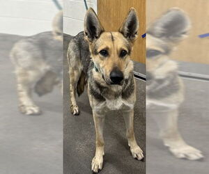 German Shepherd Dog Dogs for adoption in Forestville, MD, USA