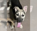 Small #25 Labrador Retriever Mix
