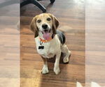 Small #2 Beagle