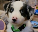 Small Photo #2 Miniature American Shepherd Puppy For Sale in BELLA VISTA, AR, USA
