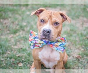 Boxer-Staffordshire Bull Terrier Mix Dogs for adoption in Charlotte, NC, USA