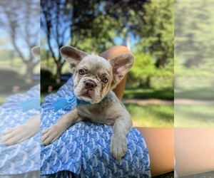 French Bulldog Dog for Adoption in METUCHEN, New Jersey USA
