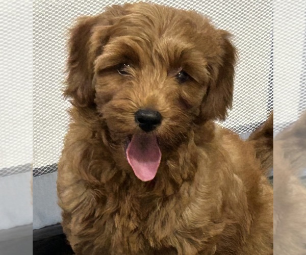 Medium Photo #2 Goldendoodle (Miniature) Puppy For Sale in HULL, IA, USA