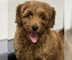 Dark Wavy - Female Goldendoodle (Miniature) Puppy for Sale - Photo #2