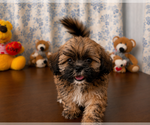 Small #1 Lhasa Apso