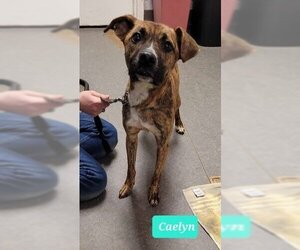 Mountain Cur-Unknown Mix Dogs for adoption in Richmond, IN, USA