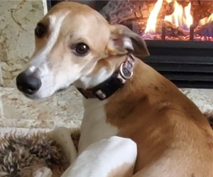 Whippet Puppy for sale in STANWOOD, WA, USA