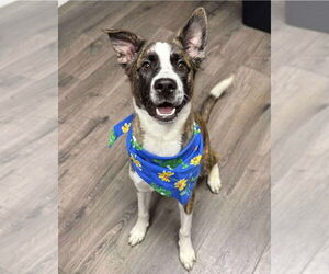 Border Collie Mix Dog for Adoption in Lakewood, Colorado USA