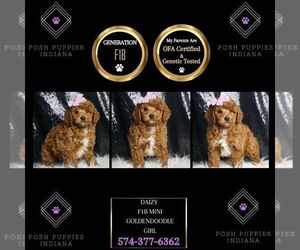Goldendoodle (Miniature) Puppy for sale in WARSAW, IN, USA