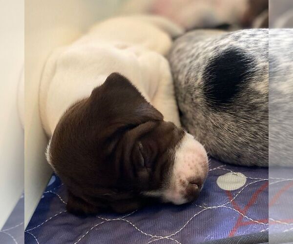 Medium Photo #5 German Shorthaired Pointer Puppy For Sale in HOT SPRINGS, VA, USA