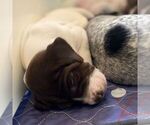 Small #4 German Shorthaired Pointer