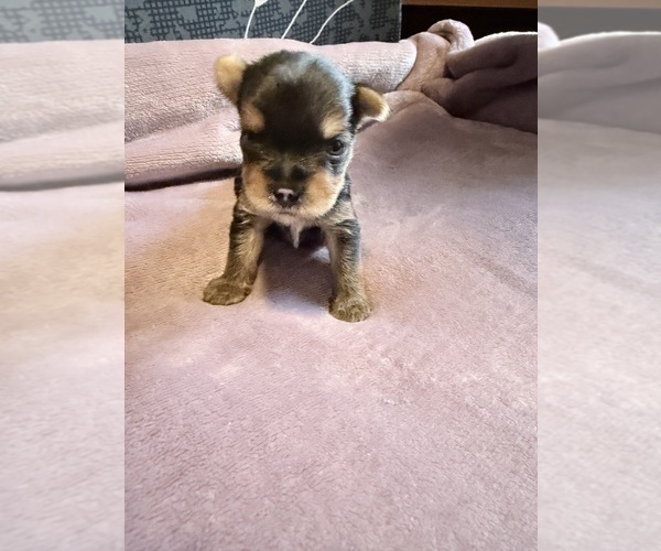 Medium Photo #5 Yorkshire Terrier Puppy For Sale in PETERSBURG, IN, USA