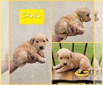 Small Photo #6 Golden Retriever Puppy For Sale in MONTROSE, CO, USA