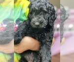 Small Photo #10 Goldendoodle Puppy For Sale in LANCASTER, SC, USA