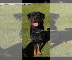 Small #3 Rottweiler
