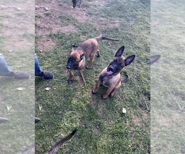 Medium Photo #6 Belgian Malinois Puppy For Sale in WEST HILLS, CA, USA