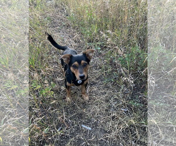 Medium Photo #5 Dorgi Puppy For Sale in Denver , CO, USA