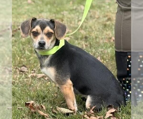 Medium Photo #4 Chihuahua-Unknown Mix Puppy For Sale in Yardley, PA, USA