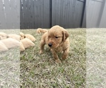 Small Photo #5 Golden Retriever Puppy For Sale in LUGOFF, SC, USA