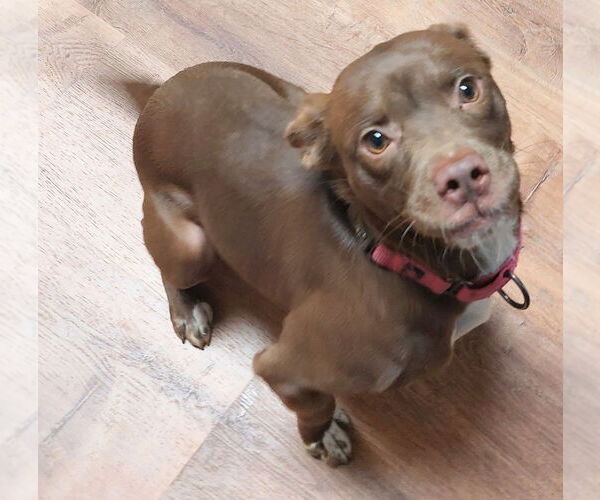 Medium Photo #2 Mutt Puppy For Sale in Boston, MA, USA