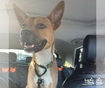 Small #8 Boxer Mix