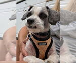 Small #2 Shih Tzu