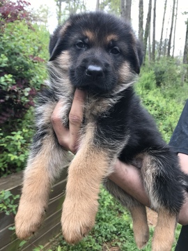 Medium Photo #1 German Shepherd Dog Puppy For Sale in ROSWELL, GA, USA