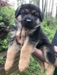 Small Photo #1 German Shepherd Dog Puppy For Sale in ROSWELL, GA, USA