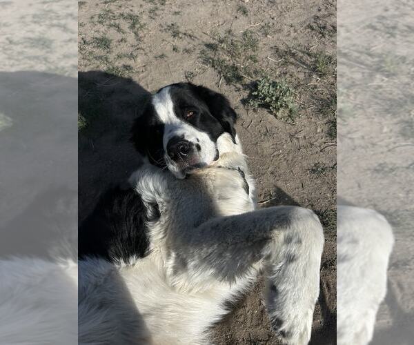 Medium Photo #2 Mutt Puppy For Sale in MIDWAY, UT, USA