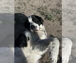 Small #1 Mutt