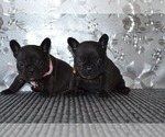 Small Photo #3 French Bulldog Puppy For Sale in Mariupol, Donetsk, Ukraine