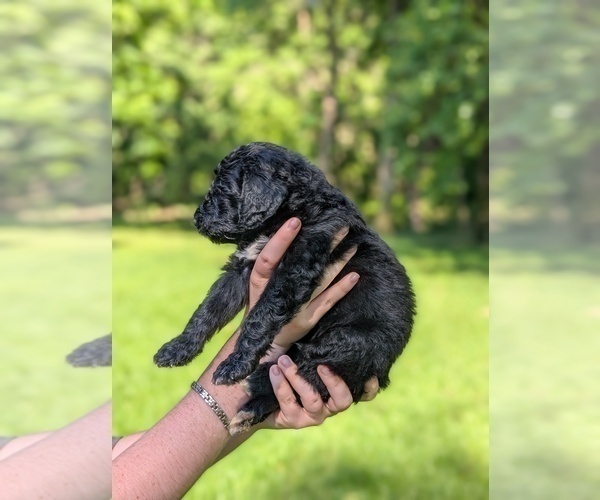 Medium Photo #3 Golden Mountain Doodle  Puppy For Sale in BROKEN ARROW, OK, USA