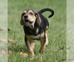 Small Photo #8 Australian Shepherd-Beagle Mix Puppy For Sale in Mechanicsburg, PA, USA